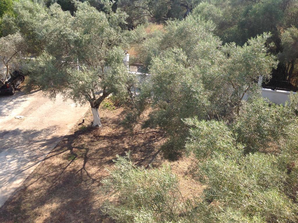 Sapfo Studios Lefkada Town 外观 照片